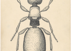 Original scientific drawing of an Antarctopria Latigaster (1 of 1)